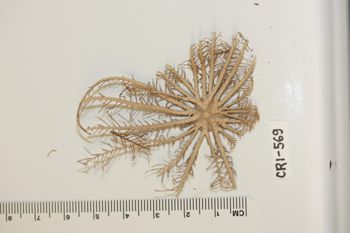 Media type: image;   Invertebrate Zoology CRI-569 Description: Preserved specimen.;